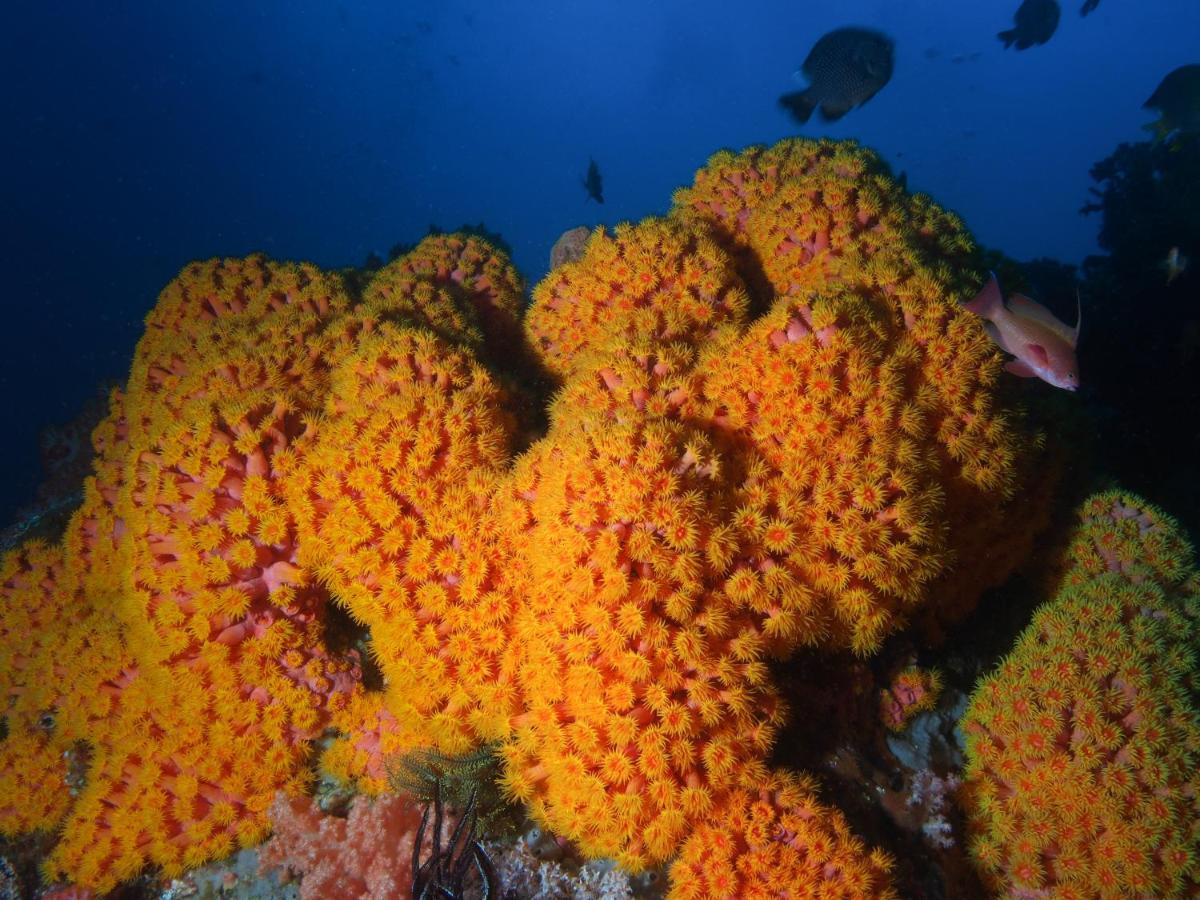 Blue Bay Divers Likupang Bangka エクステリア 写真