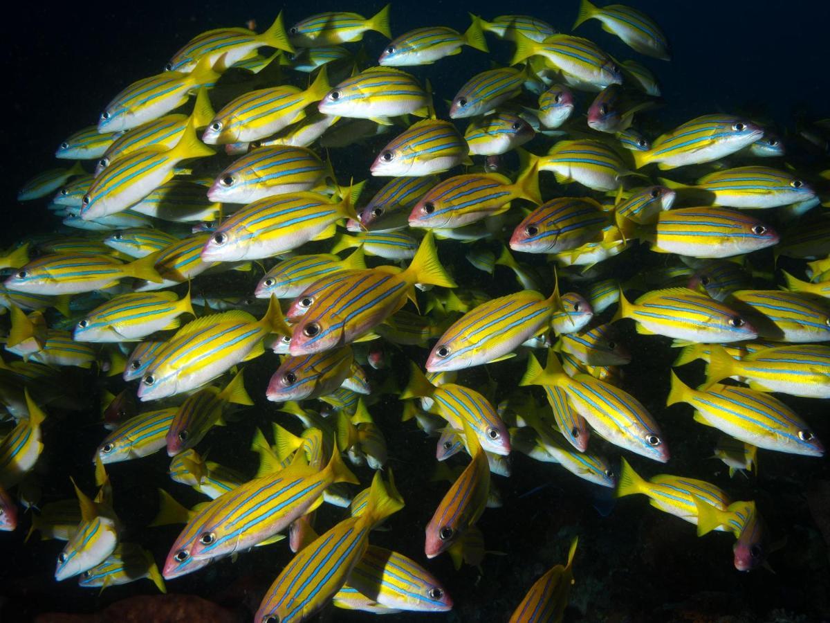 Blue Bay Divers Likupang Bangka エクステリア 写真